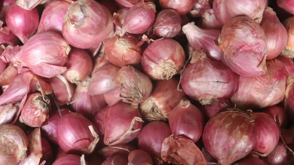 ILUSTRASI: Bawang merah nasional dipastikan masih mencukupi kebutuhan masyarakat menjelang Hari Raya Iduladha 2026