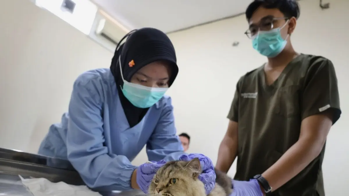 HUT SURABAYA: Sinergi Pemkot Surabaya dan lintas institusi gelar sterilisasi 100 kucing lokal gratis di HJKS ke-733.
