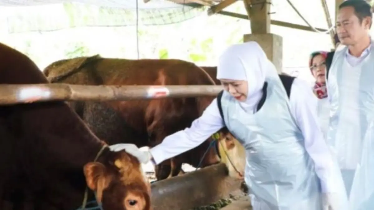 Khofifah menjelaskan Jawa Timur masih dalam kondisi aman untuk memenuhi kebutuhan hewan kurban.