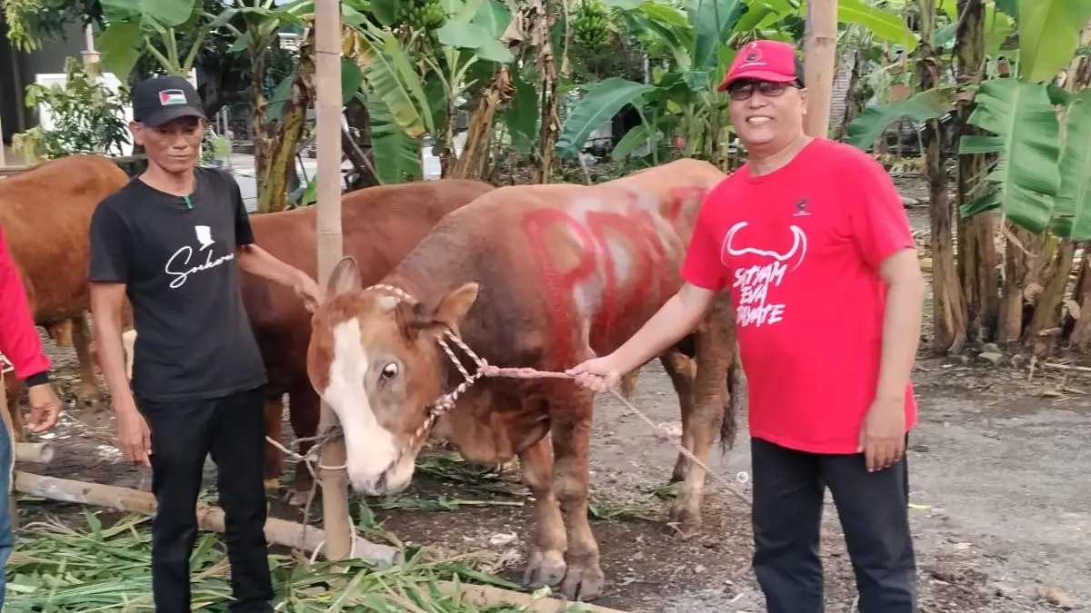 

SAPI KURBAN: Pengurus PDI Perjuangan Gresik menyalurkan hewan kurban sapi pada Iduladha 1447 H sebagai wujud kepedulian sosial dan gotong royong kepada masyarakat dan pondok pesantren setempat.