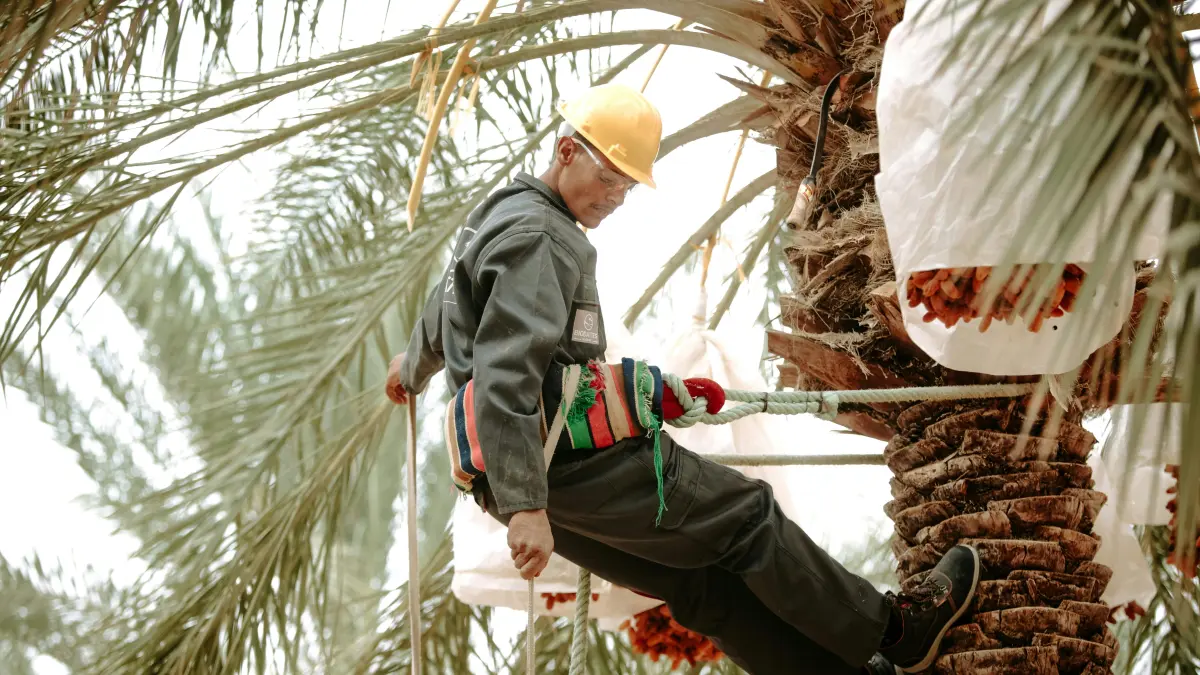 ILUSTRASI: Petani sawit yang mulai merasakan dampak penurunan harga TBS dalam beberapa hari terakhir. (Foto: Pexels)