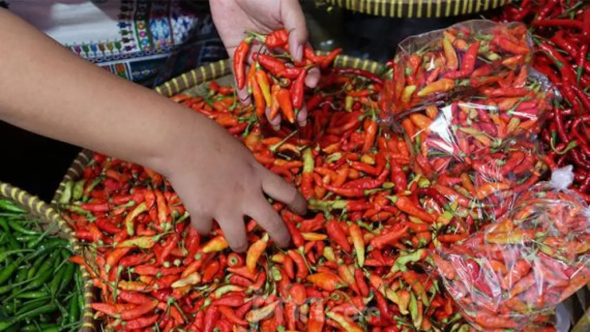 ILUSTRASI: Aktivitas pedagang saat menyortir cabai di pasar. Per 2 Juni 2026, harga seluruh varian cabai kompak turun hingga 5,10%. Penurunan ini jadi angin segar di tengah fluktuasi harga