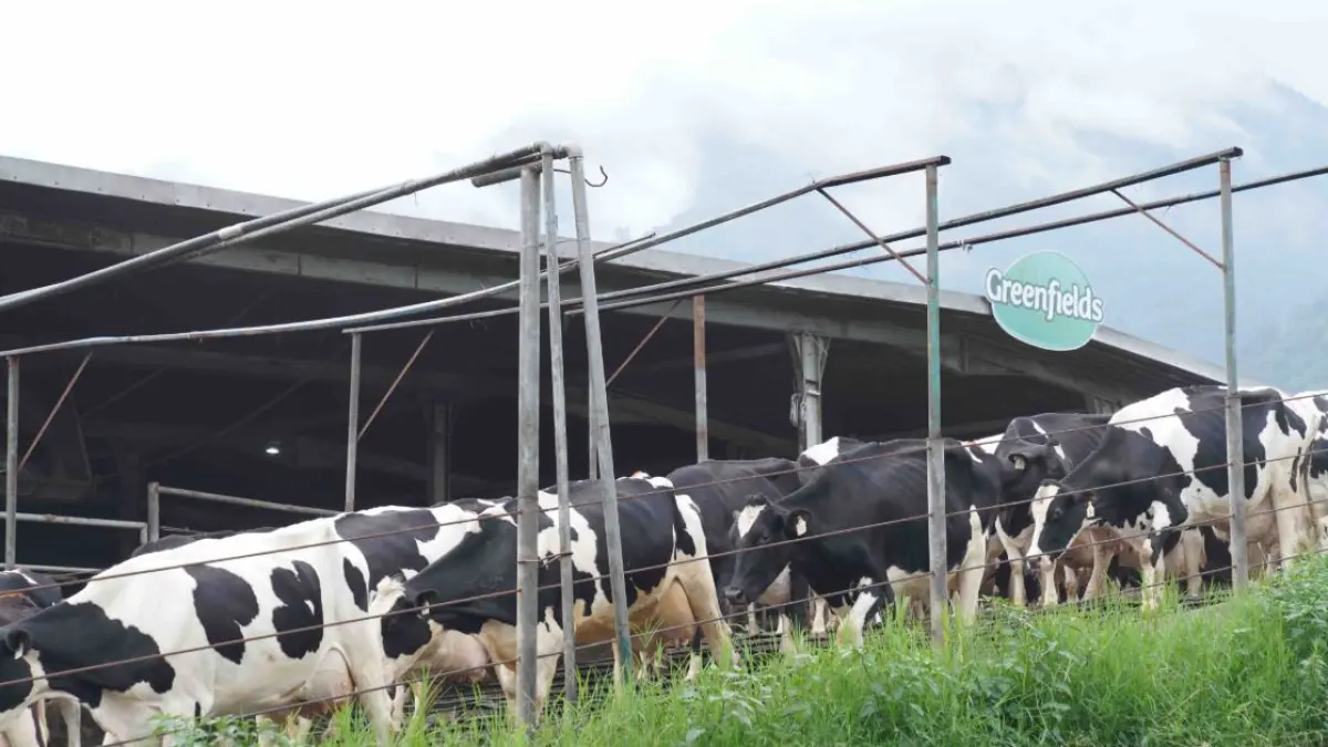 DEFISIT: Beberapa perusahaan di Jawa Timur telah mulai melakukan penguatan populasi sapi perah, seperti misalnya PT Greenfields.