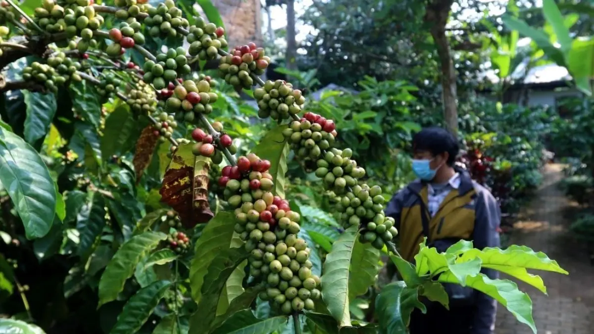 SURPLUS: Jawa Timur juga dikenal memiliki kopi unggulan. Kopi arabika dari kawasan pegunungan Ijen, Raung, dan Argopuro memiliki reputasi internasional
