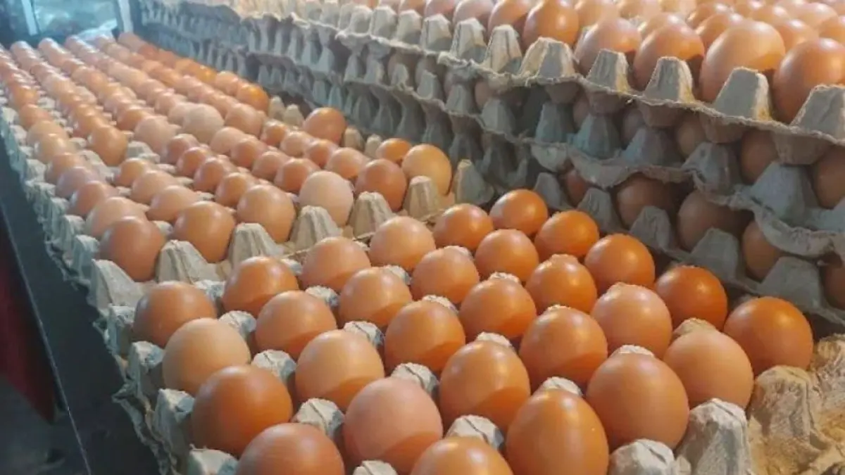 TURUN: Harga telur ayam ras di tingkat peternak Jawa Timur masih tertekan dan berada di bawah HAP.