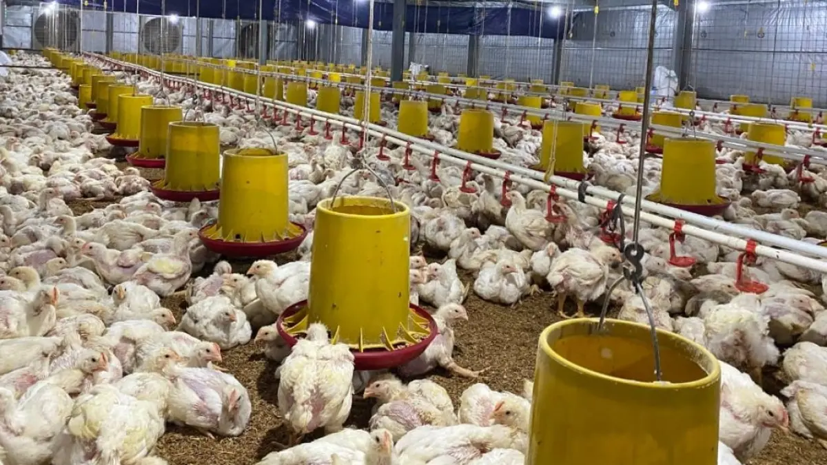 Berdasarkan data per 8 Juni 2026, rata-rata harga ayam ras pedaging hidup secara nasional berada di level Rp22.382 per kilogram.