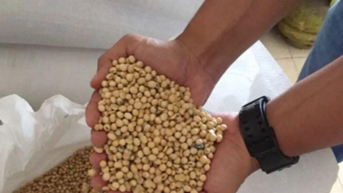 NAIK TIPIS : Meskipun fluktuasi cenderung landai, pergerakan harga komoditas ini terus dipantau karena menjadi bahan baku utama bagi industri rakyat seperti pengrajin tahu dan tempe. (IST/JPNN)
