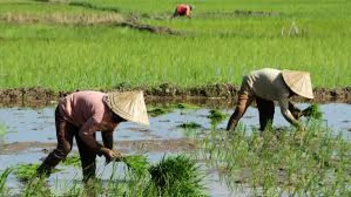 PETANI: Pemerintah kini mendorong sistem diversifikasi tanam dan pengelolaan lahan skala besar untuk menaikkan kesejahteraan serta menarik minat bisnis generasi muda ke sektor pertanian.
