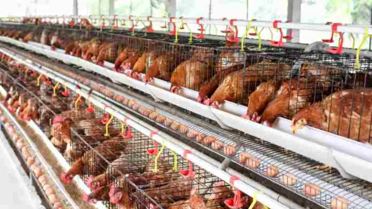 GERAK CEPAT : Pemerintah meminta Badan Gizi Nasional (BGN) menaikkan frekuensi menu ayam dan telur menjadi tiga kali seminggu. (IST/ RADAR SURABAYA BISNIS)