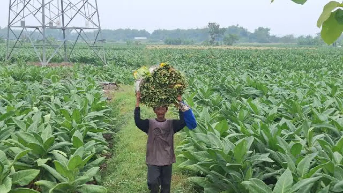 Industri hasil tembakau menopang kehidupan lebih dari 90 ribu tenaga kerja langsung dan sekitar 387 ribu petani tembakau dan cengkih.