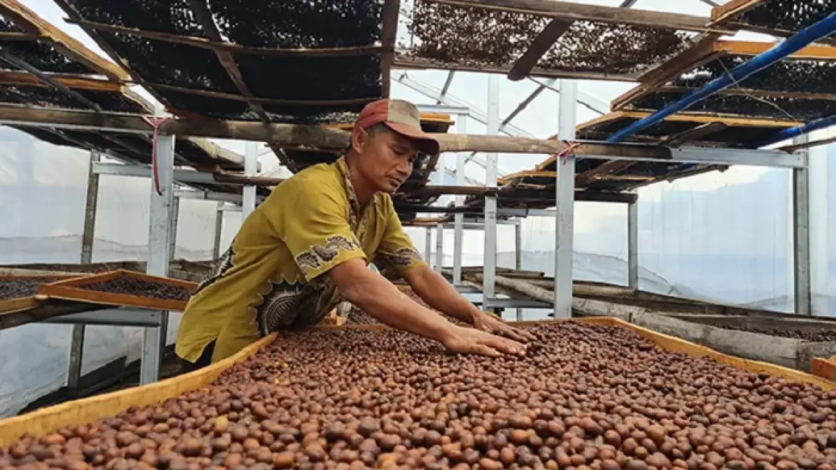 PANEN: Indonesia dikenal sebagai salah satu produsen kopi terbesar dunia, dengan fokus produksi kopi robusta.