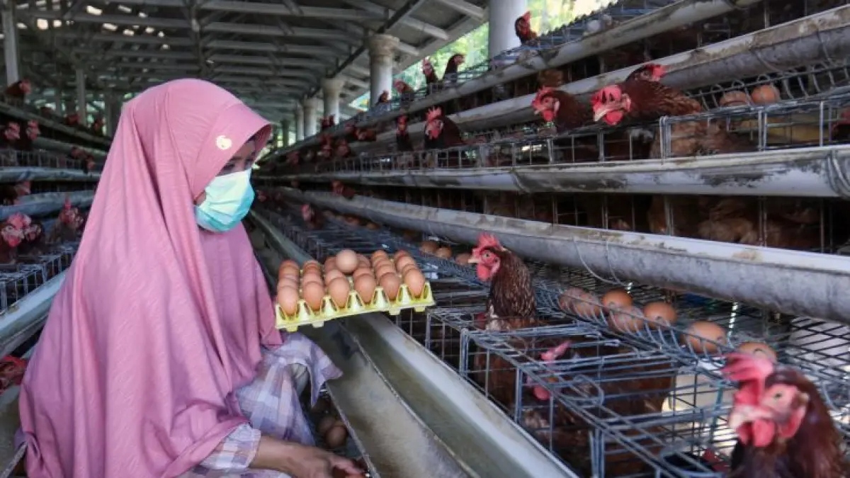 Penurunan harga mulai terjadi sejak masa libur sekolah, berkurangnya konsumsi membuat permintaan telur menurun drastis.