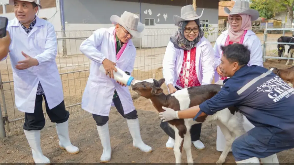 POTENSI PASURUAN: Pejabat dan pengurus koperasi memberi minum pedet di KUTT Suka Makmur dukung program gizi anak.