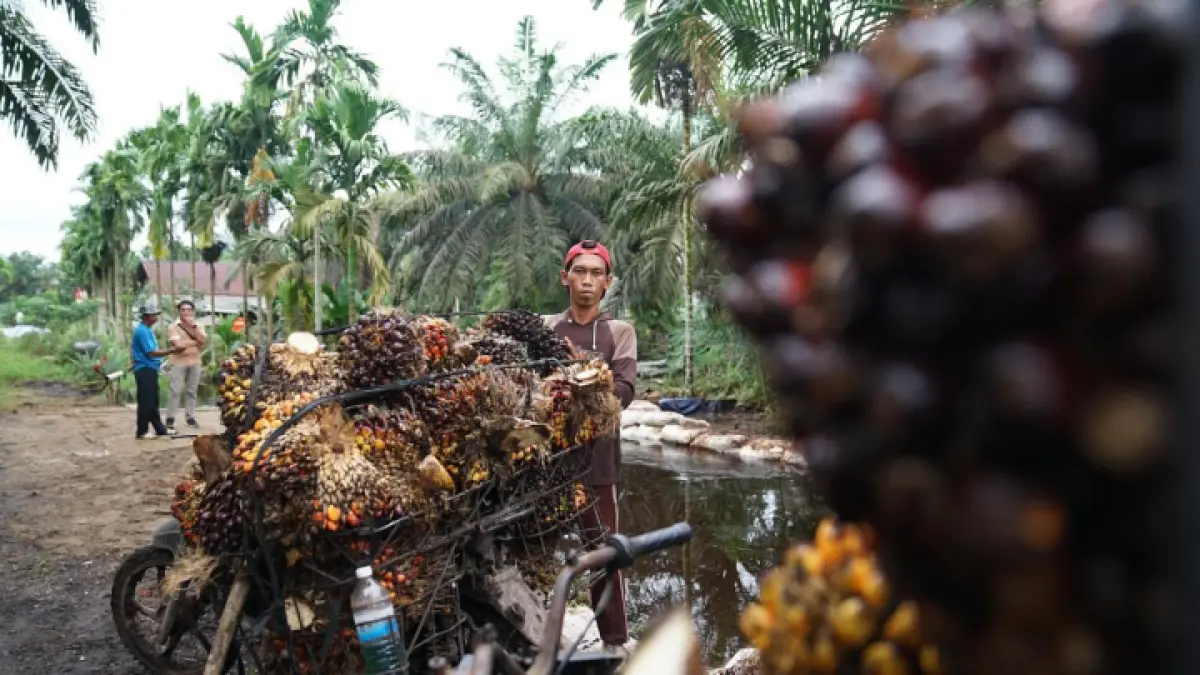 PETANI SAWIT: BPS catat ekspor CPO RI naik 7,32% di semester I 2026. 