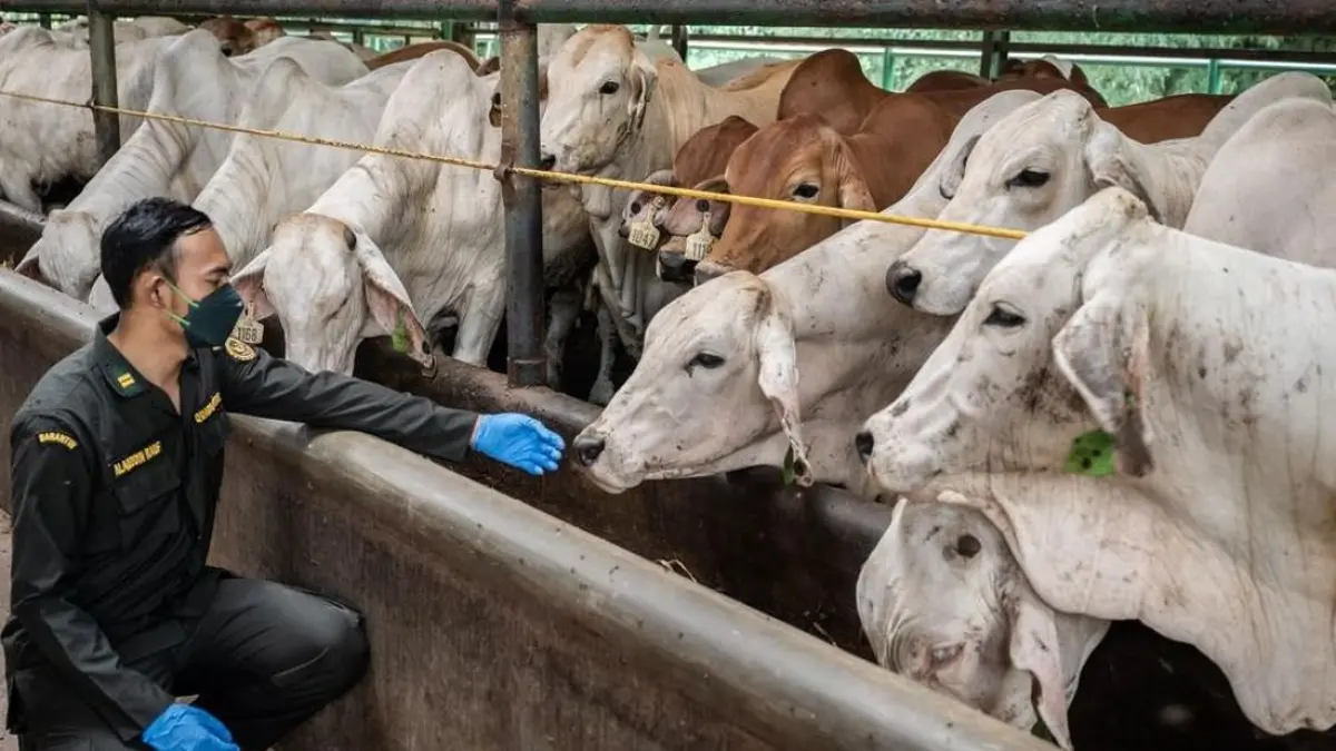 Hingga 10 Juli 2025, jumlah sapi yang berhasil didatangkan mencapai 25.097 ekor, terdiri atas 11.375 sapi perah dan 13.722 sapi pedaging.