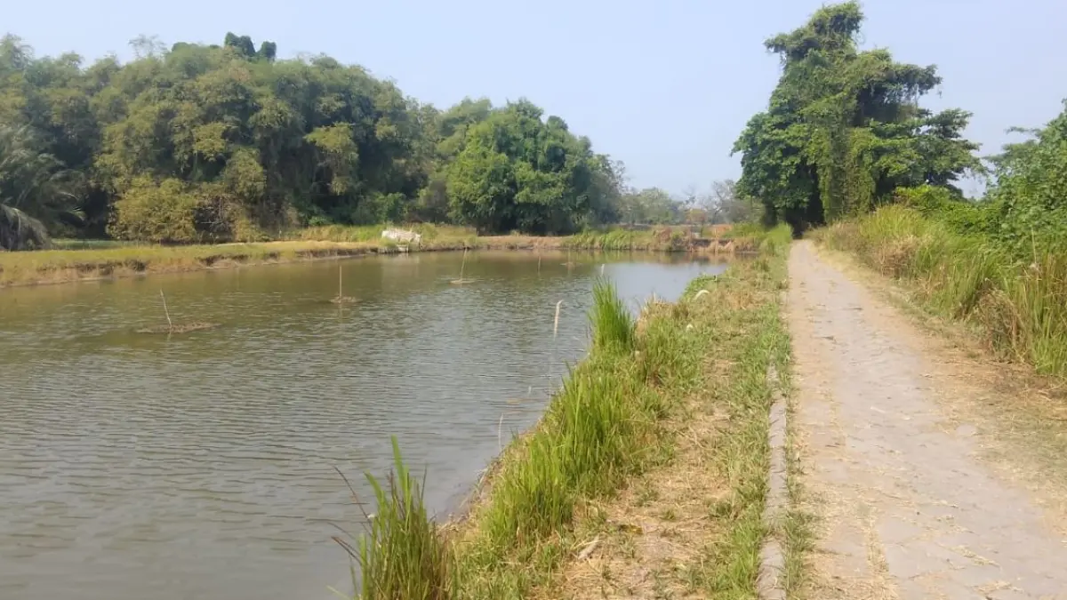 Petambak udang vaname di Jawa Timur, khususnya Sidoarjo, menghadapi tekanan berat. Harga jual hasil panen dinilai tidak sebanding dengan biaya produksi yang terus meningkat.