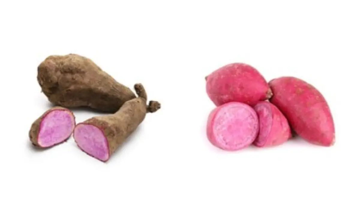 ILUSTRASI: Ube (purple yam) dan ubi ungu merupakan dua jenis umbi dari famili berbeda yang memiliki karakteristik dan kandungan gizi yang tak sama.