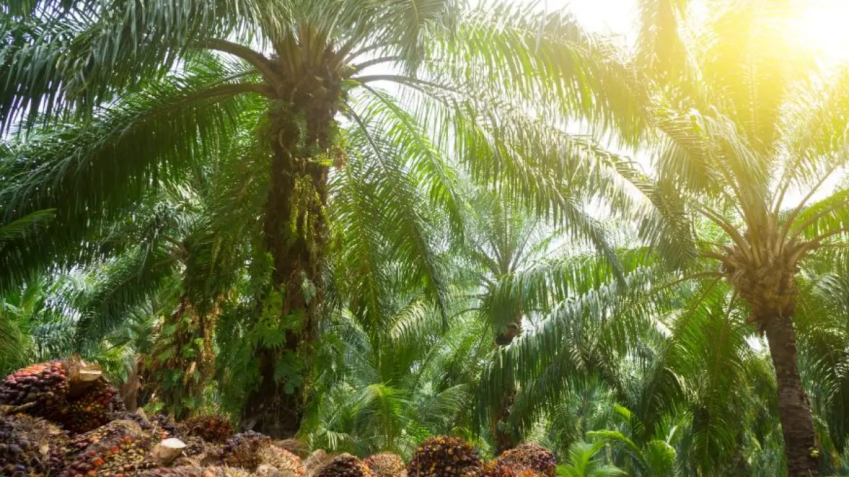 Minyak sawit diproyeksikan mampu menyumbang sekitar 60 persen kebutuhan minyak nabati global pada 2050.