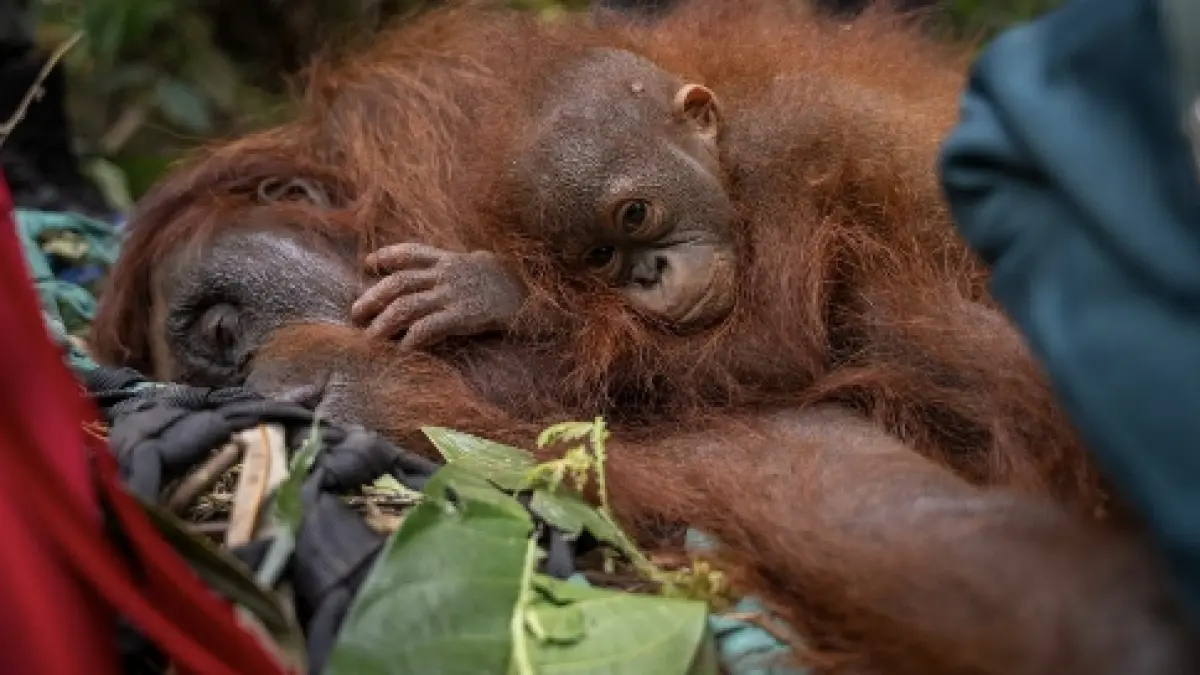 Tim gabungan mengevakuasi 3 orangutan yang terjebak karhutla di perkebunan warga Desa Tanjungpura, Ketapang, Jumat (21/8/2026).