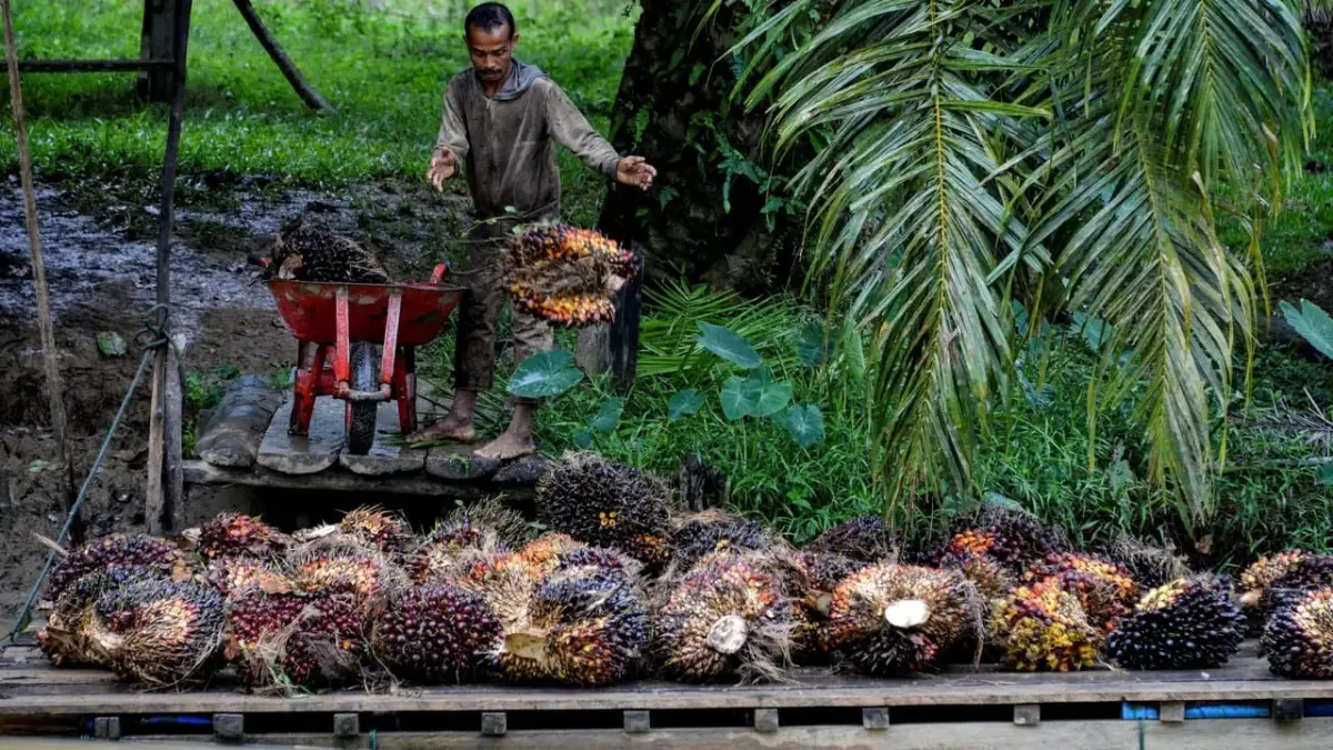 BPDP perkuat sinergi dengan Pemkab guna mempercepat program perkebunan rakyat dari sektor hulu ke hilir secara merata.