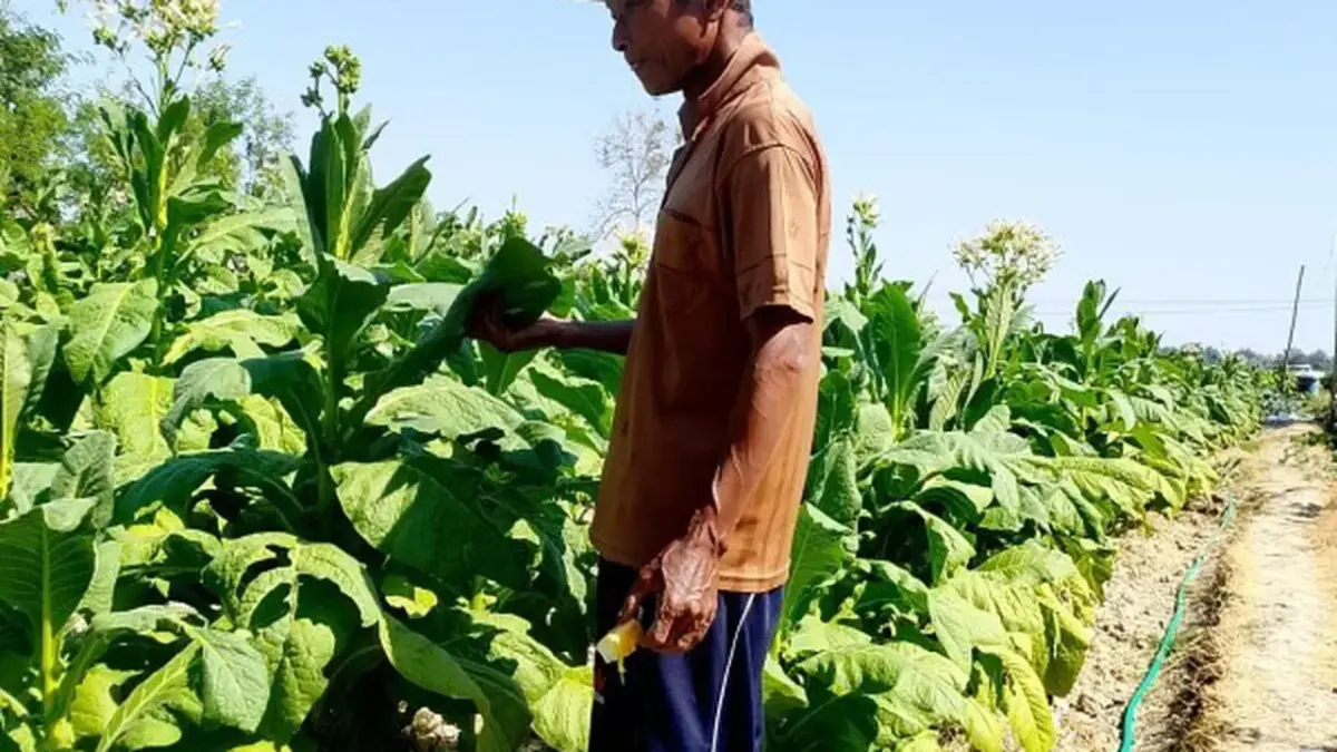 Petani Bojonegoro merawat tanaman tembakau yang tumbuh subur seiring melonjaknya harga jual panen.