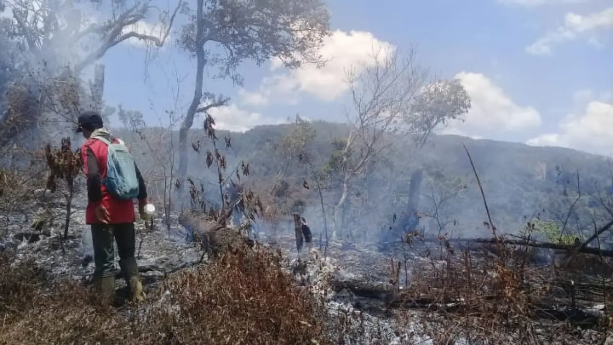Kebakaran hutan melanda Gunung Argopuro dan mendekati Savana Cikasur. BBKSDA Jatim resmi menutup seluruh jalur pendakian sejak 7 September 2026 demi keselamatan para pendaki.