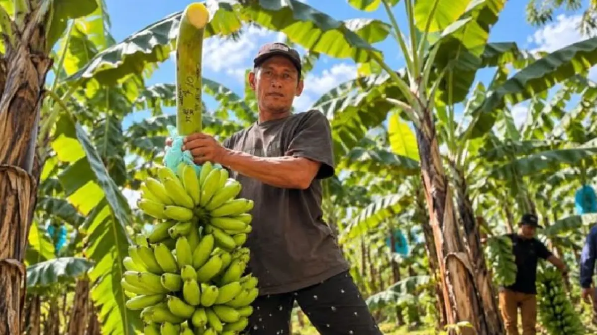 Saat ini terdapat sekitar 629 petani yang menanam Pisang Mas Kirana, Total luas lahannya mencapai 238 hektare.