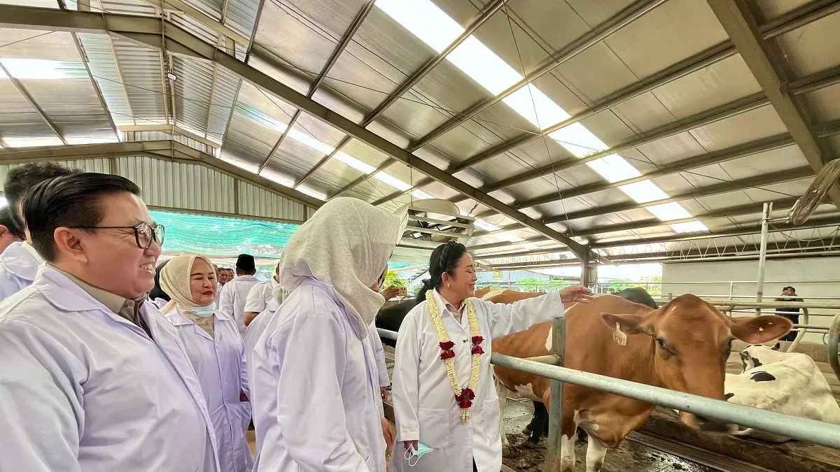 Ketua Komisi IV DPR RI Titiek Soeharto bersama Kementan meninjau peternakan sapi perah.