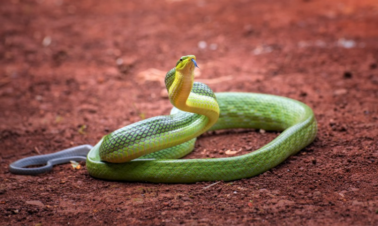 Lakukan Hal Ini Jika Menemukan Ular di Rumah (freepik)