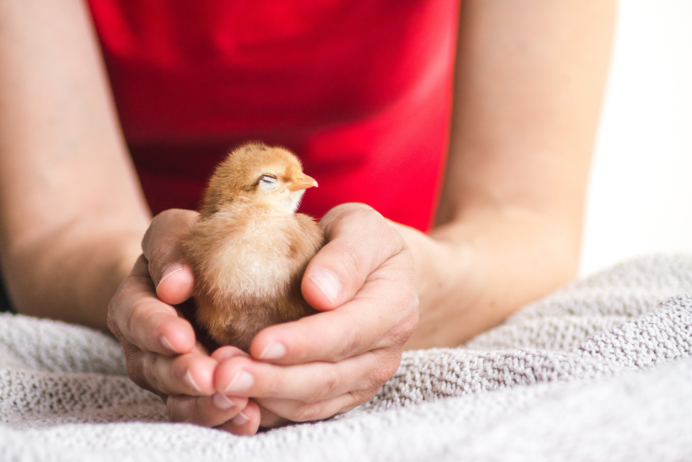 Seorang pria asal India meninggal dunia setelah menjalani ritual tradisional menelan anak ayam hidup-hidup.