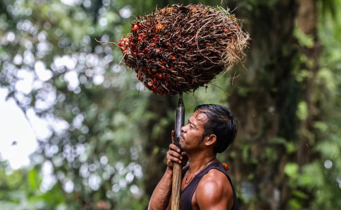Pekerja mengangkut kelapa sawit di Bogor, Jawa Barat, Kamis (10/4/2025).