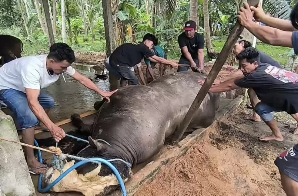 Sapi yang sudah dibeli Presiden Prabowo Subianto untuk kurban Idul Adha 2025 mati mendadak di Polewali Mandar. (Istimewa)