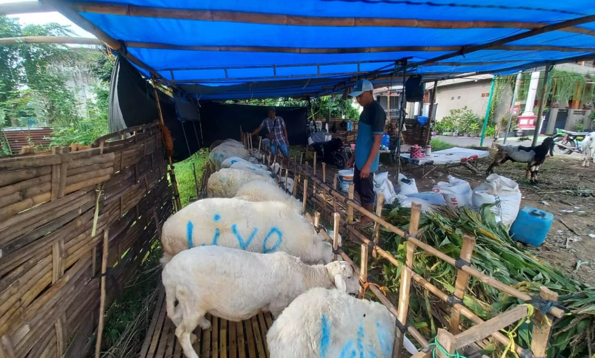 MENGGELIAT: Pedagang hewan kurban di Kota Probolinggo. Kesehatan hewan ternak kini menjadi perhatian pemerintah daerah.