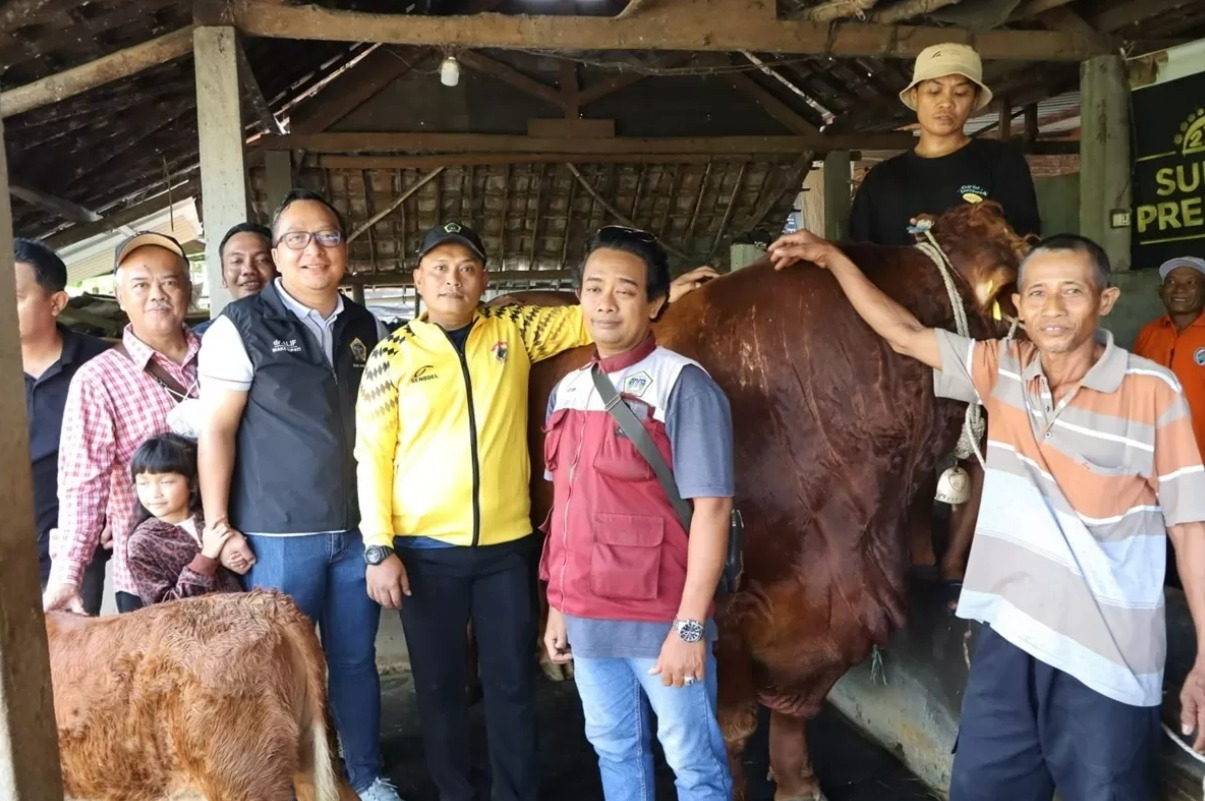 Dua ekor sapi asal peternak Gresik juga dipinang Presiden Prabowo Subianto untuk hari raya Idul Adha 1446 Hijriah.