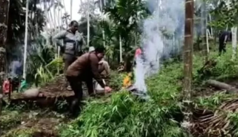 Ilsutrasi ladang ganja yang ditemukan aparat di Aceh. Antara