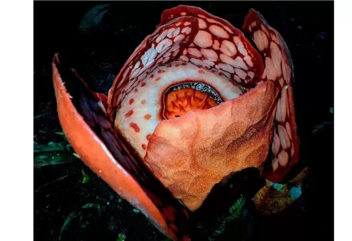 Bunga super langka Rafflesia Hasseltii.