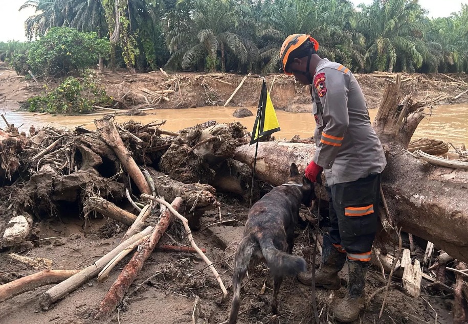 Proses pencarian korban terdampak bencana di Batang Toru, Sumut, menggunakan anjing pelcakan K9 milik Polri. (Syahrul Yunizar/JawaPos.com)