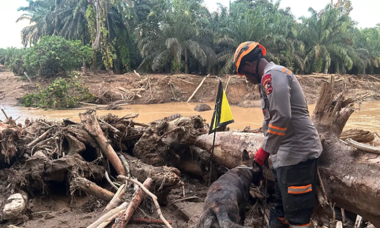 Proses pencarian korban terdampak bencana di Batang Toru, Sumut, menggunakan anjing pelcakan K9 milik Polri. (Polri)