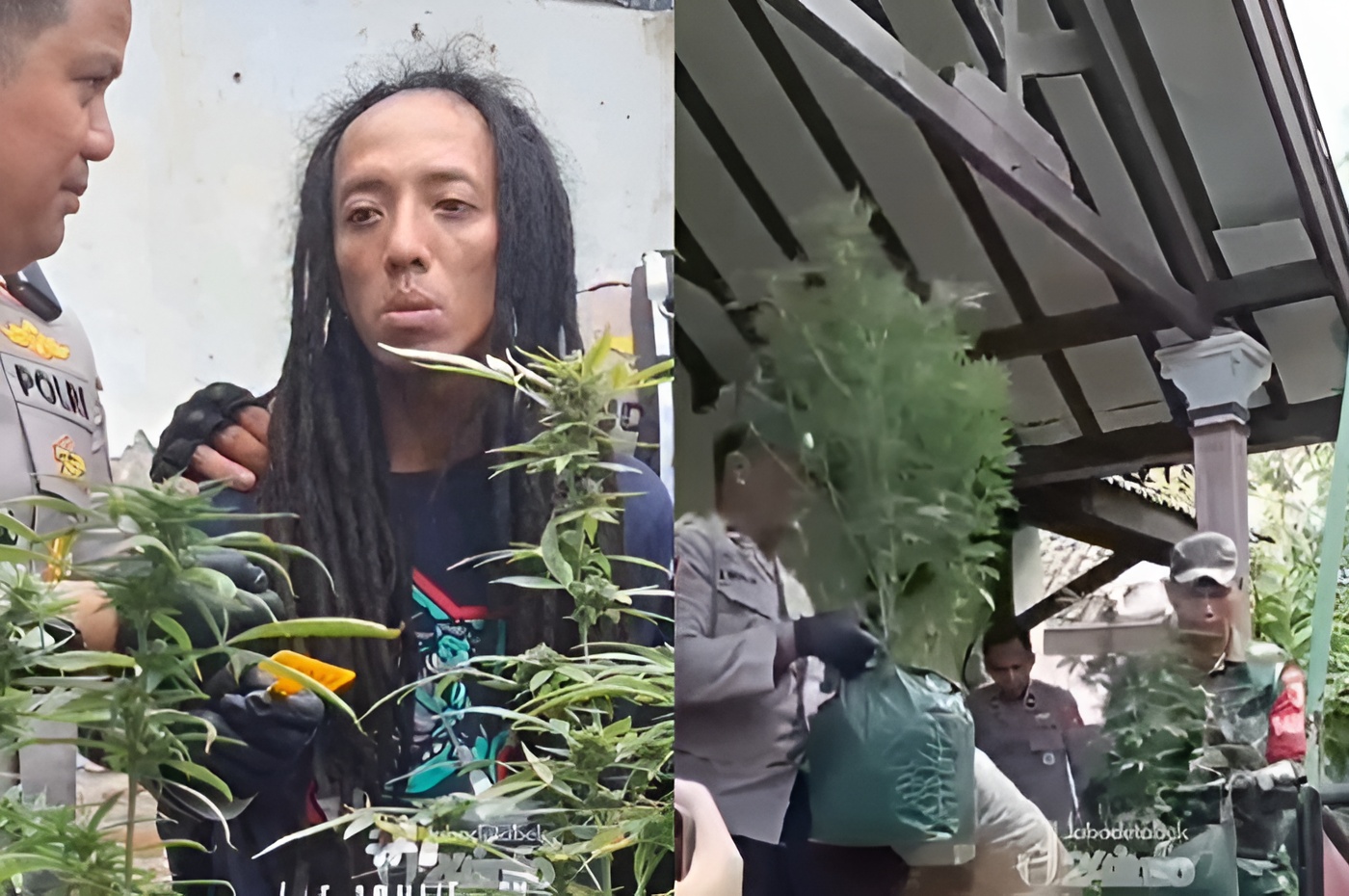Menyoroti penggerebekan pelaku budidaya ganja di rumah kontrakan Jombang, Jawa Timur.