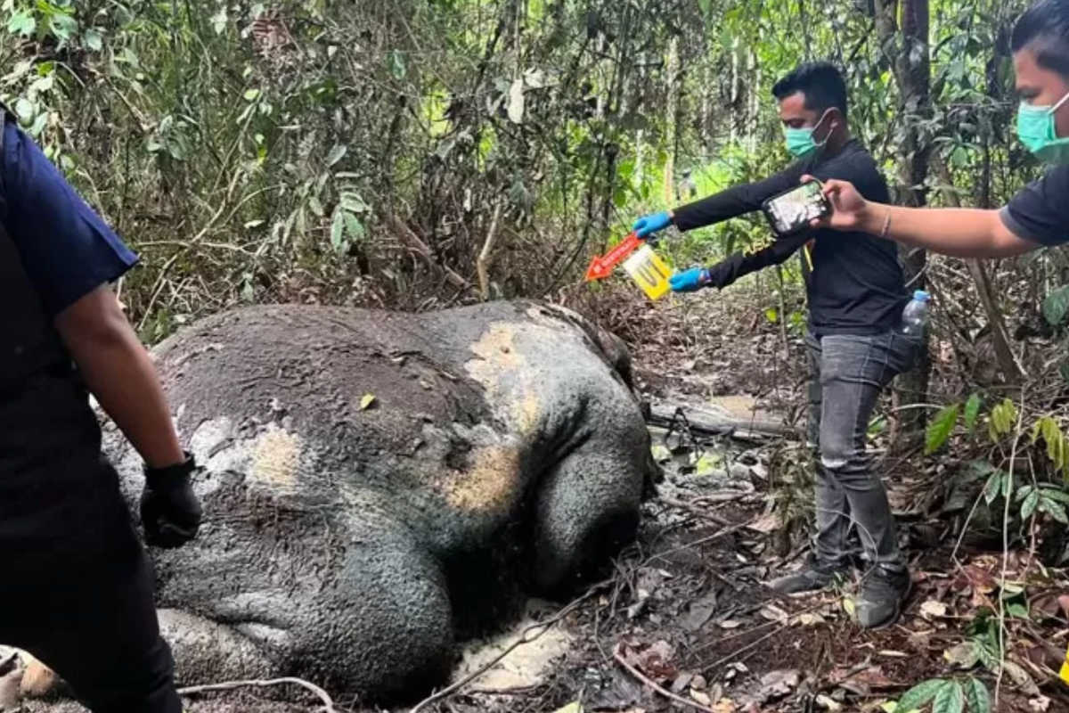 Temuan gajah mati dalam keadaan mengenaskan dengan kepala terpotong dari tubuhnya di Ukui, Riau (Riau Pos)