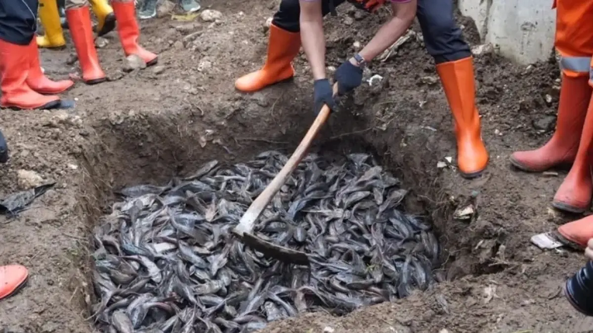 Pemusnahan ikan sapu-sapu hasil tangkapan di beberapa sungai di Jakarta dilakukan dengan dikubur. (Instagram/kotajakartatimur)