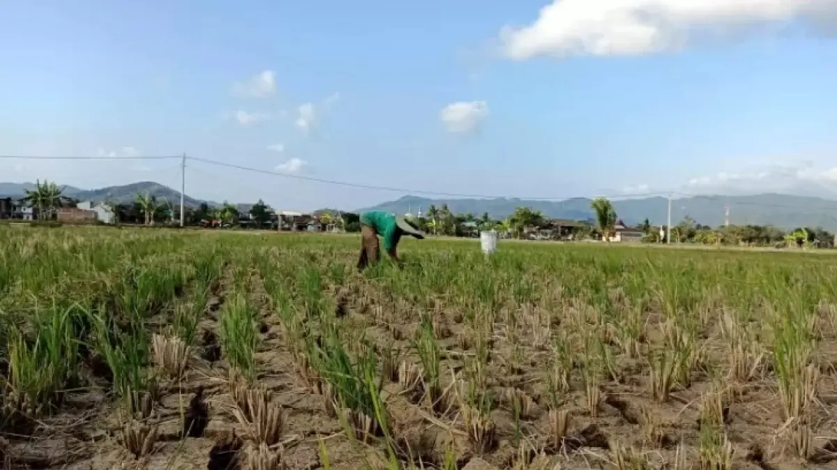 SAWAH KERING: Fenomena El Nino berdampak rendahnya curah hujan hingga mengakibatkan kekeringan. (NUR CAHYONO/JAWA POS RADAR PACITAN)