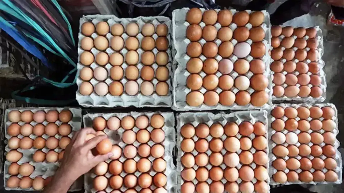 Ilustrasi penjual telut ayam. (Istimewa)