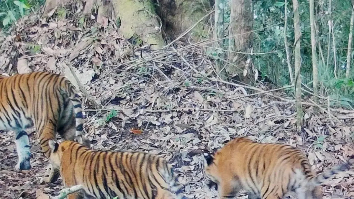 Kamera jebak Kementerian Kehutanan (Kemenhut) merekam dua anak Harimau Sumatera di Kerinci dalam kondisi sehat.