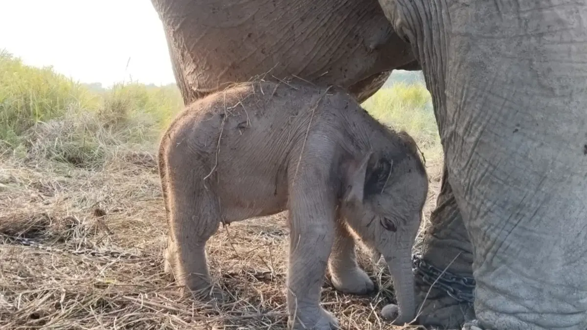 Seekor anak gajah Sumatera (Elephas maximus sumatranus) lahir di Pusat Konservasi Gajah (PKG) Jalur 21 Padang Sugihan, Sumatera Selatan, Senin (17/8).