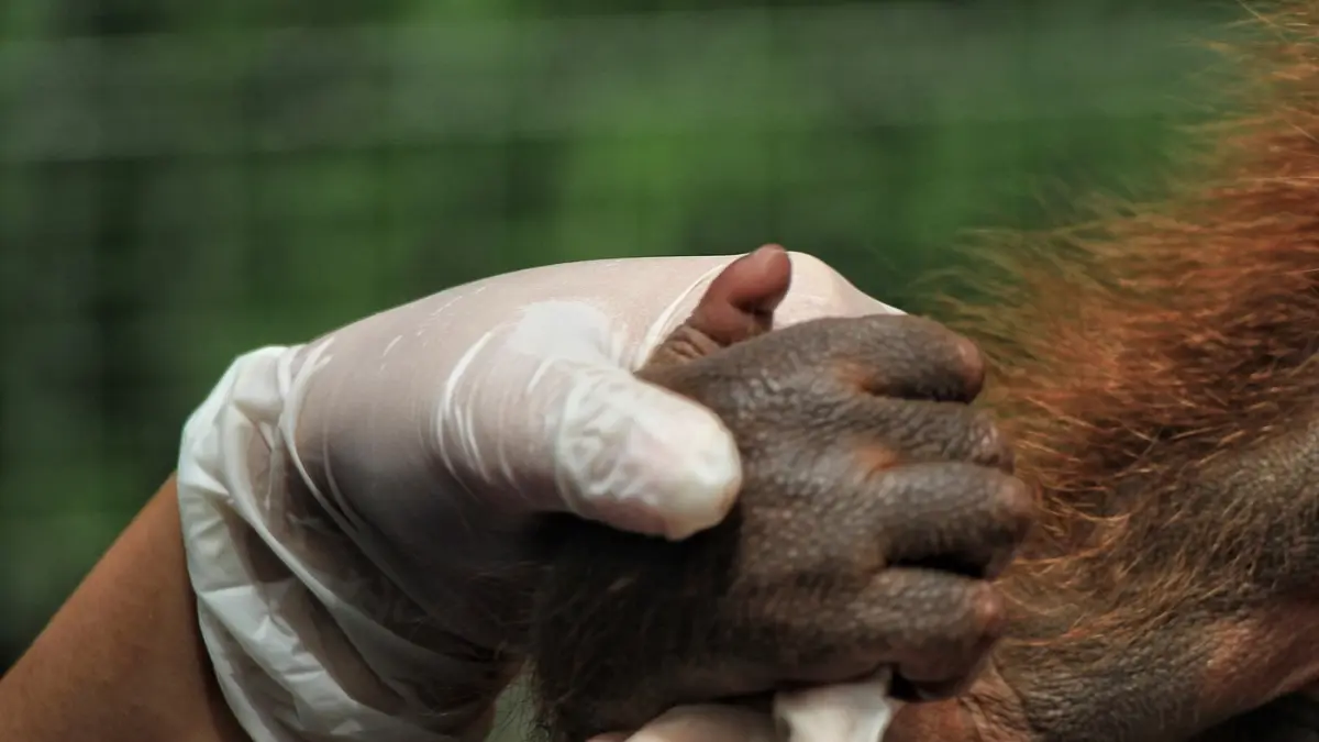 Bayi Orang Utan Kalimantan (Pongo Pygmaeus) di Bandung Zoological Garden (Bazooga), Bandung, Jawa Barat.