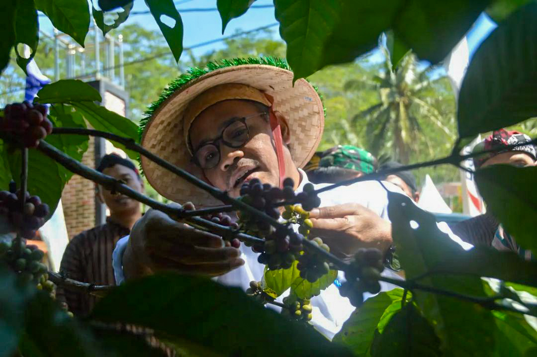 Bupati Temanggung HM Al Khadziq memanen kopi di Gemawang. Saat ini harga kopi naik signifikan