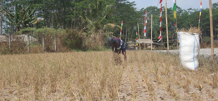 Lahan sawah padi di Secang, Kabupaten Magelang mengalami kekeringan