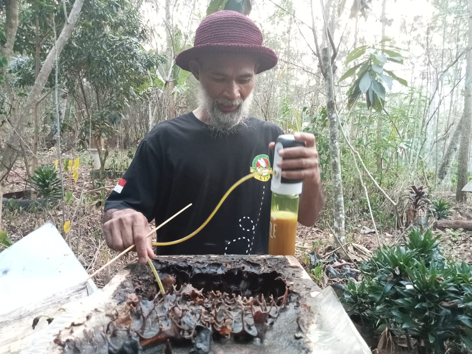 Suyanto sedang memanen madu klanceng di kebunnya di Kranggan
