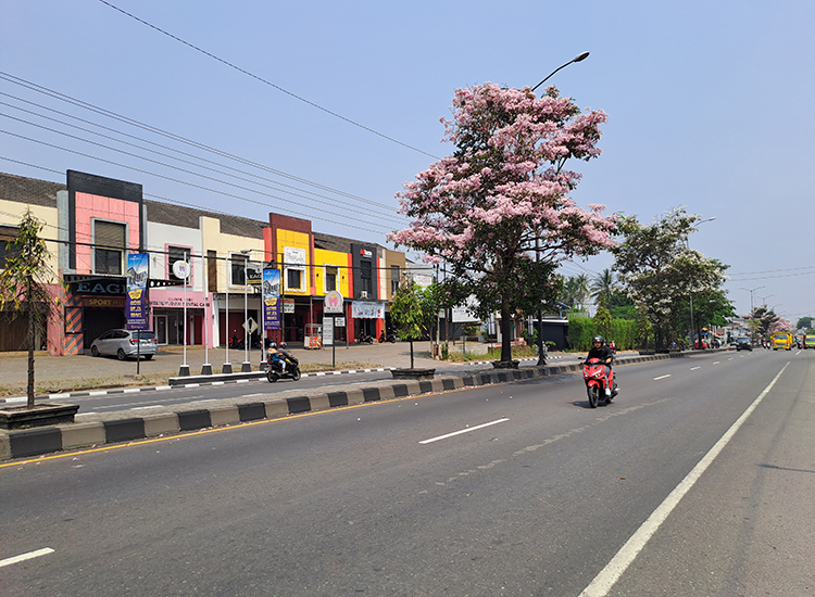 Bunga tabebuya bermekaran di Jalan Magelang-Jogjakarta.